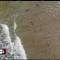 Decenas de tiburones captados desde un dron