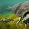 La tortuga más grande que haya existido tenía un caparazón de 3 metros con cuernos