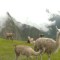 Llamas Machu Picchu
