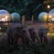 La nueva experiencia para convivir con elefantes en Tailandia