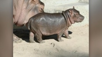 La bebe hipopótamo de San Diego ya tiene nombre