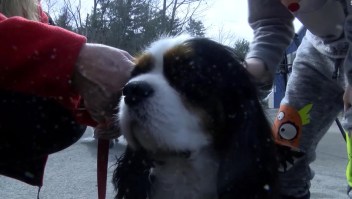 Perro gana elecciones a una alcaldía en Vermont