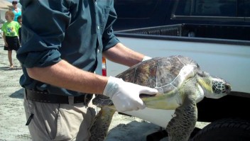 Estudio revela por qué las tortugas comen plásticos