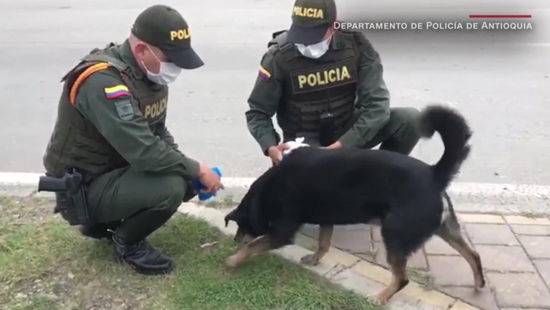 Policías alimentan a perros callejeros durante la cuarentena