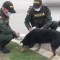 Policías alimentan a perros callejeros durante la cuarentena