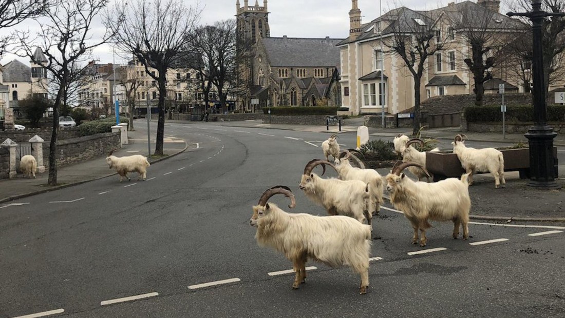 Cabras pasean por vecindario de Gales