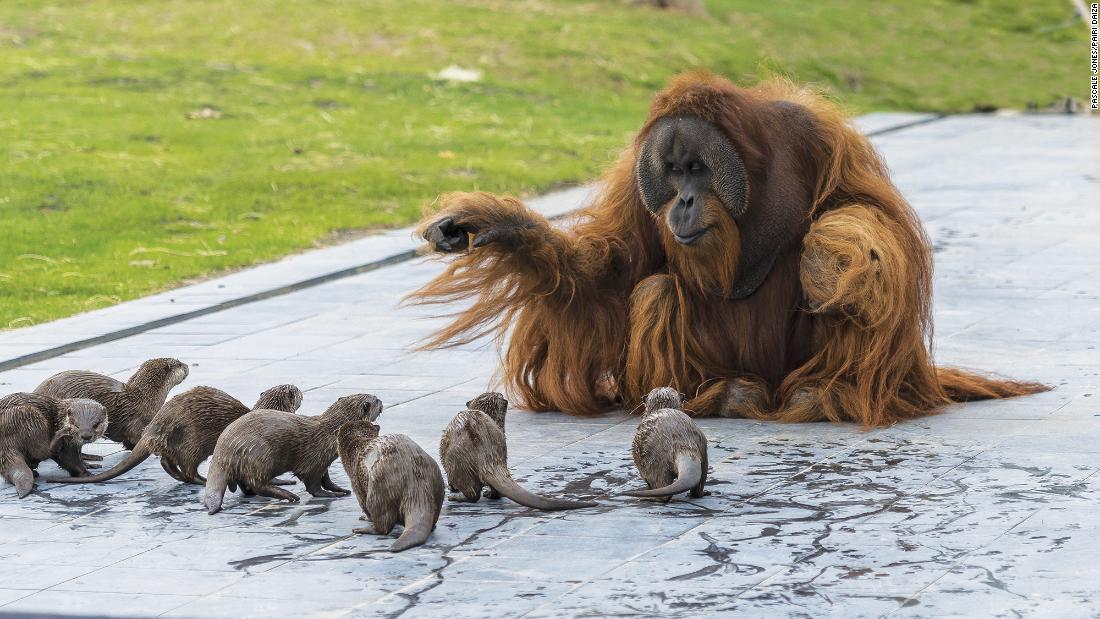 Zoológico comparte adorables fotos de orangutanes jugando con sus nutrias