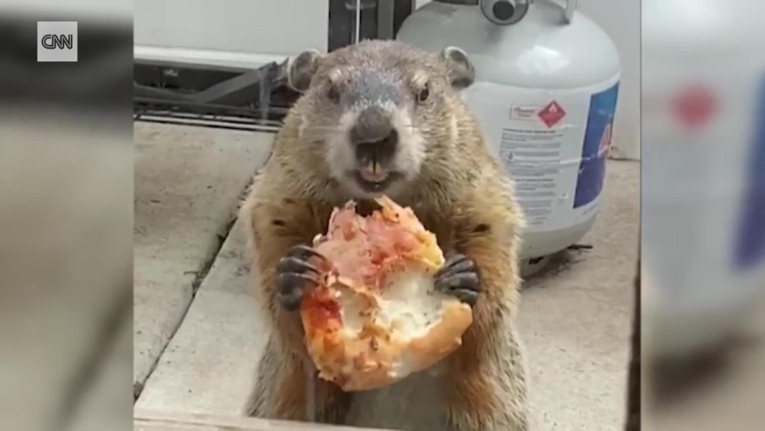 Hazte a un lado 'Pizza Rat', llega la marmota de la pizza