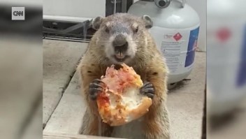 Hazte a un lado 'Pizza Rat', llega la marmota de la pizza