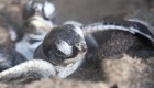 Tortugas anidan en paz gracias al cierre de playas