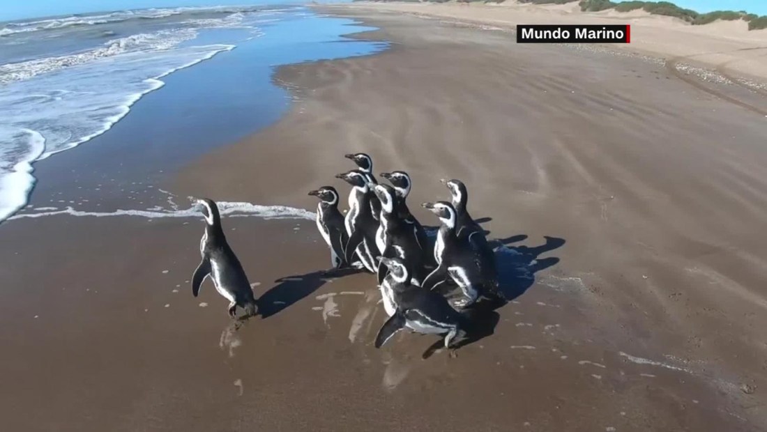 Diez pingüinos recuperan su libertad