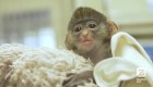 Un pequeño mono sobrevive a fractura de cráneo