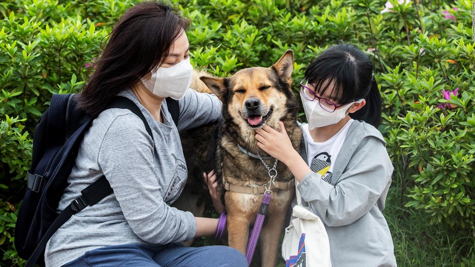Adopciones y abandono de mascotas durante la pandemia