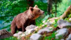 España: Un oso pardo sorprende en parque de Galicia
