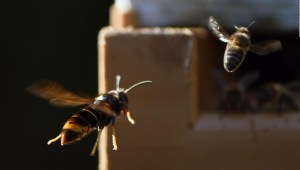 Así matan a las abejas los avispones gigantes invasores