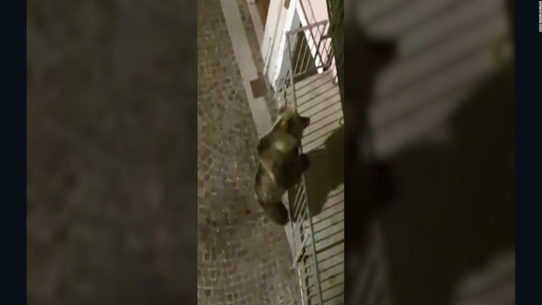 Un oso intenta escalar un edificio en Italia