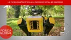 Covid-19: perro robot vigila distanciamiento social y más