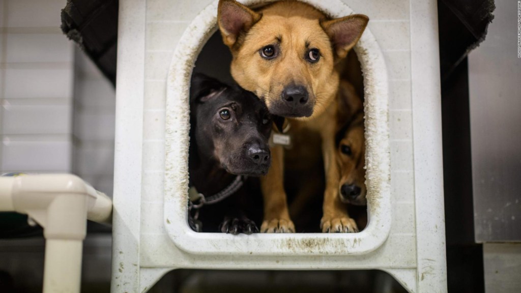 Brasil: adopción de mascotas en tiempos de pandemia