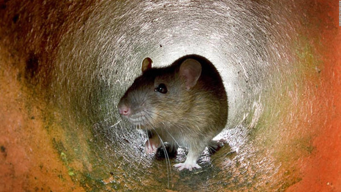 Ratas hambrientas, otra consecuencia de la pandemia