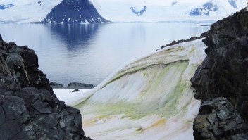 La nieve se está volviendo verde en la Antártida, y el cambio climático lo empeorará