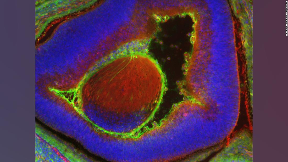 Los científicos crearon un embrión de ratón que es 4% humano: el nivel más alto de células humanas en un animal hasta ahora