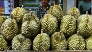 durián - alemania