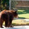 Autoridades al rescate de osos en apuros