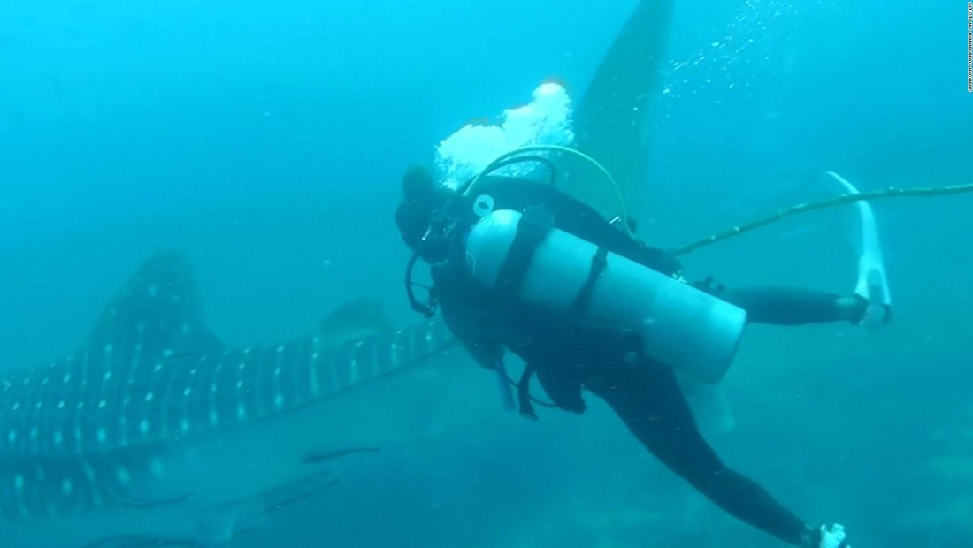 Video muestra un fallido rescate de un tiburón ballena