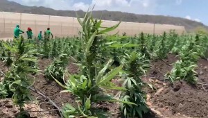 Colombia como productor de cannabis medicinal en el mundo