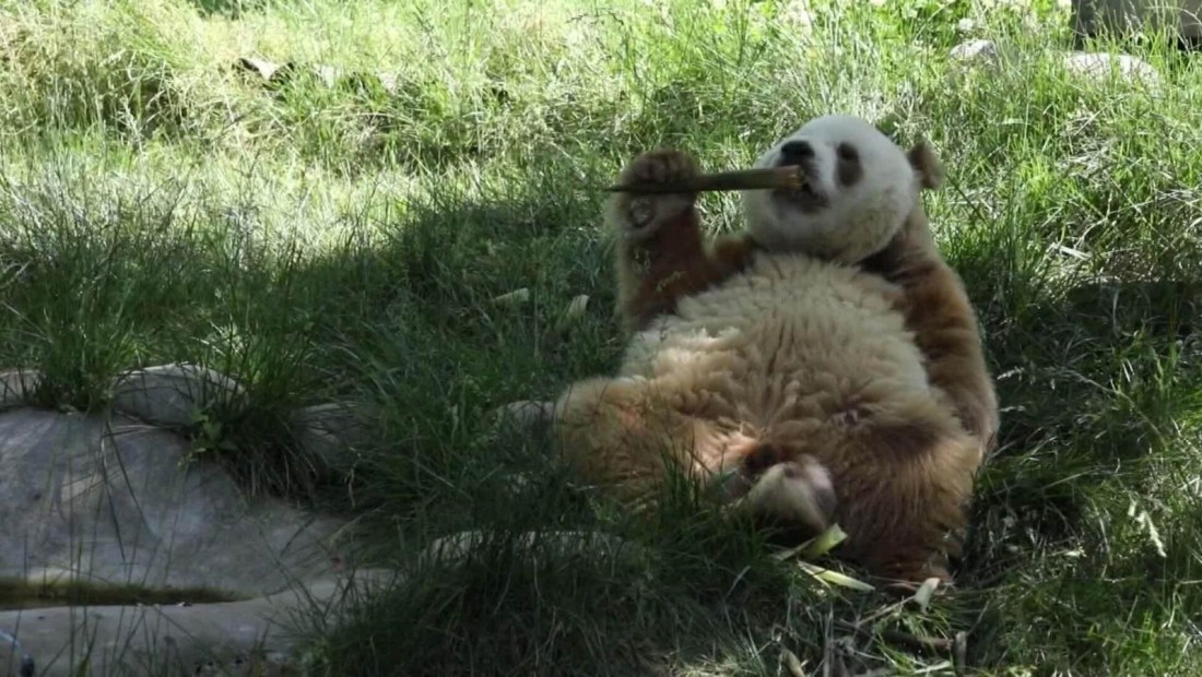 China: el panda que captura la atención por su pelaje y genética