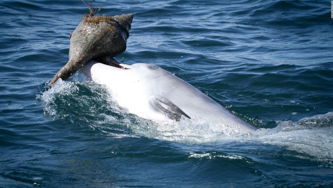 ¿Cómo aprendieron los delfines este truco para atrapar peces?