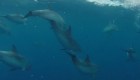 Viajero argentino cuenta cómo fue navegar acompañado por delfines