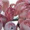 Los flamencos rosados son más agresivos que sus contrapartes más pálidas, según un nuevo estudio