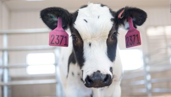 Ensayos en humanos para tratamiento del covid-19 derivado de la sangre de las vacas comenzarían el próximo mes