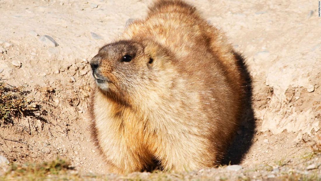 Adolescente muere de peste bubónica en Mongolia tras comer carne de marmota