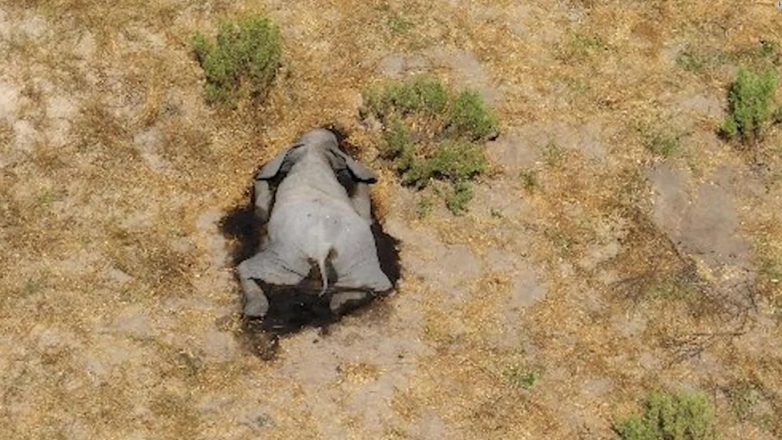 Mueren más de 360 elefantes en Botswana