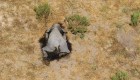 Mueren más de 360 elefantes en Botswana