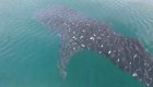 Un tiburón ballena disfruta de las aguas de México