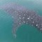Un tiburón ballena disfruta de las aguas de México