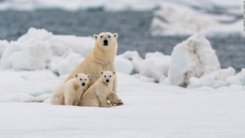 La mayoría de osos polares podría tener que luchar para sobrevivir en el Ártico para el 2100, según estudio