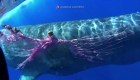 En Italia, rescatan a una ballena atrapada en una red