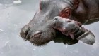 Nace hipopótamo del Nilo en México