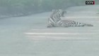 Taxista se topa con un tigre en medio de vía en China