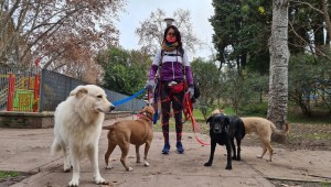 Vuelven los paseadores de perros en Buenos Aires