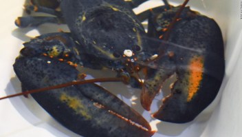 Un empleado de un Red Lobster halló una rara langosta azul y, en lugar de cocinarla, el restaurante la envió a un zoológico