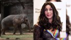 Cher ayuda a rescatar al elefante "más solitario del mundo"