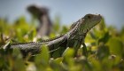 Llegó la temporada de caída de iguanas en la Florida