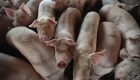 La FDA aprueba para consumo cerdo genéticamente modificado