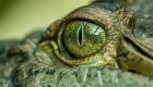 Identifican cocodrilo prehistórico en Australia