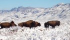 100 años después y al borde de la extinción, bisontes son vistos en México